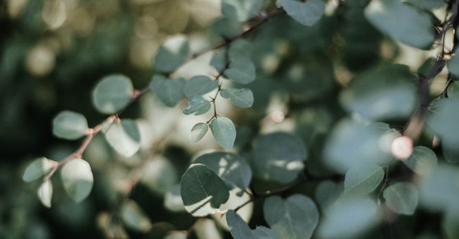 Psychotherapy Services